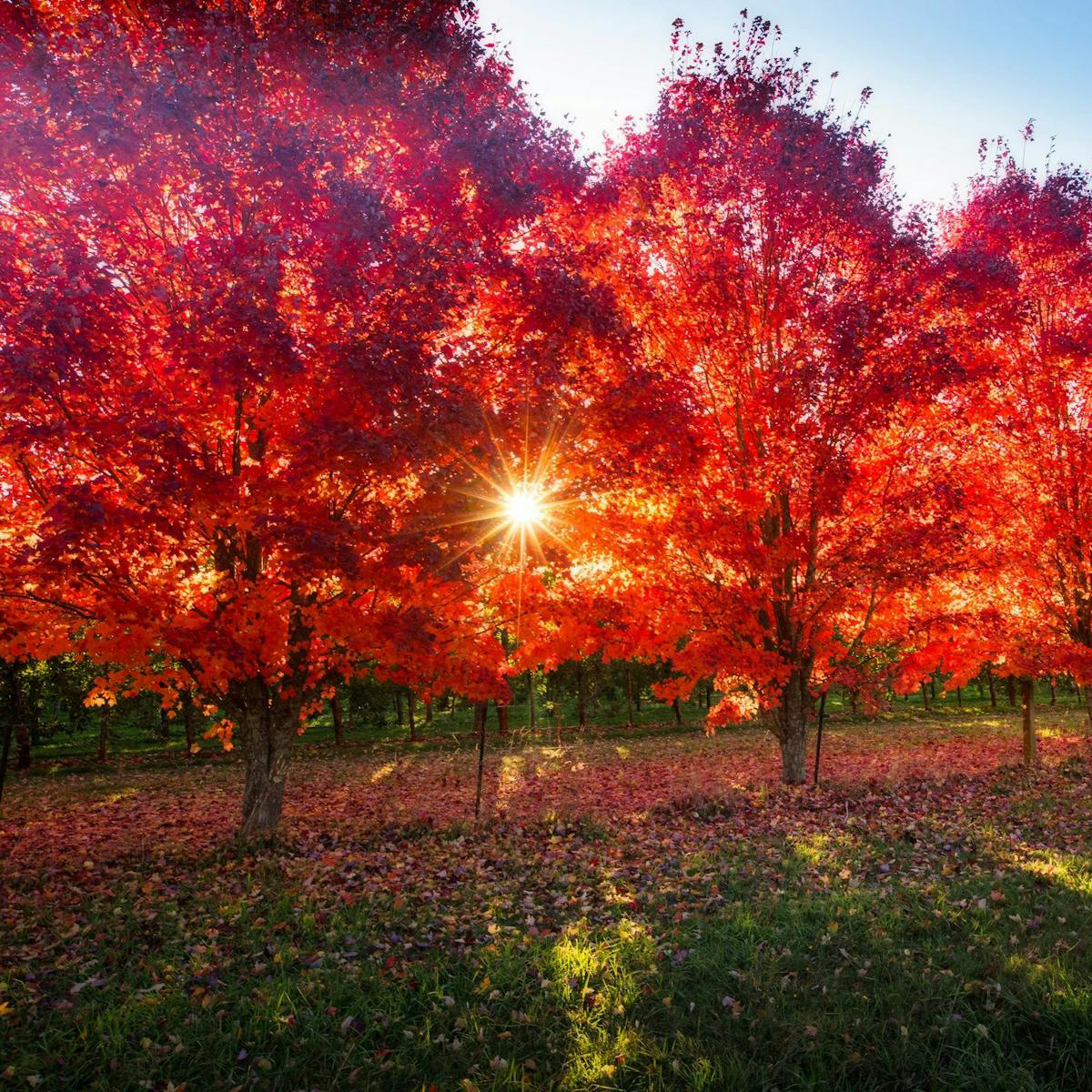 Bright Porepunkah Holiday Park, BIG4, Porepunkah, Autumn Festival