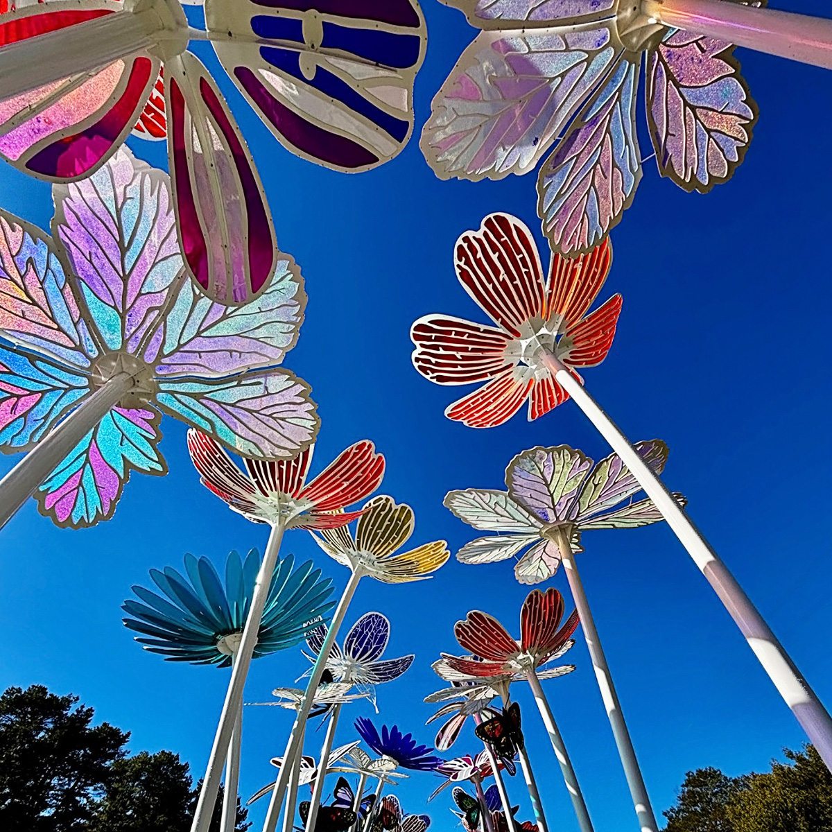 Bright Porepunkah Holiday Park, BIG4, Porepunkah, Colour Bridge, Flowers, Butterflies, Skunk Control